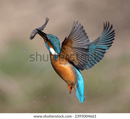 Kingfishers diving and on perches Royalty-Free Stock Photo #2395004661