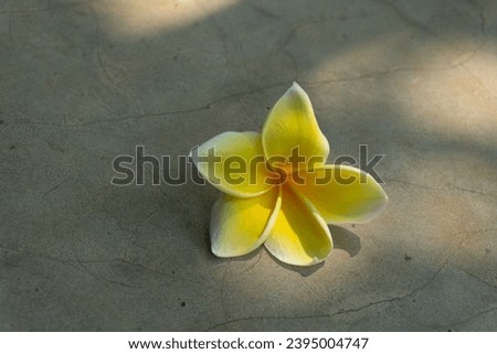 The Fangipani flower is a typical Balinese flower isolated on a cement background illuminated by sunlight. It is often used in offerings, religious ceremonies, or decoration.