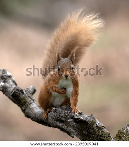 Red Squirrels in England UK