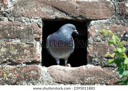 Pigeon bird sitting in a hole on Ulm city wall.
