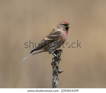 Lesser Redpoll Garden Birds UK Royalty-Free Stock Photo #2395014199