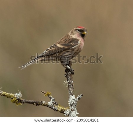 Lesser Redpoll Garden Birds UK Royalty-Free Stock Photo #2395014201