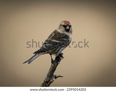 Lesser Redpoll Garden Birds UK Royalty-Free Stock Photo #2395014203