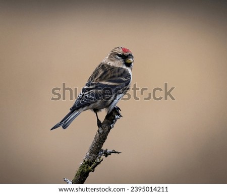 Lesser Redpoll Garden Birds UK Royalty-Free Stock Photo #2395014211