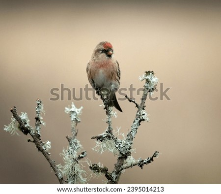 Lesser Redpoll Garden Birds UK Royalty-Free Stock Photo #2395014213