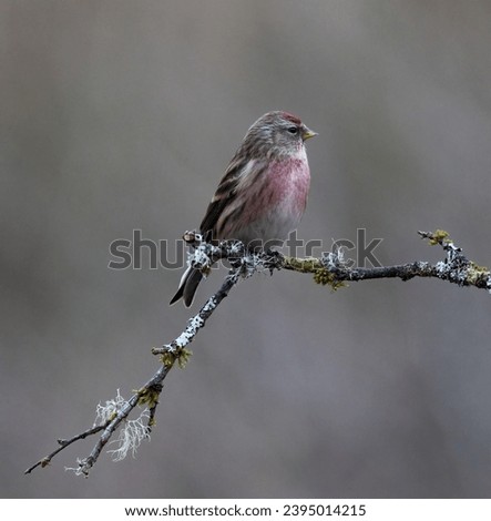 Lesser Redpoll Garden Birds UK Royalty-Free Stock Photo #2395014215