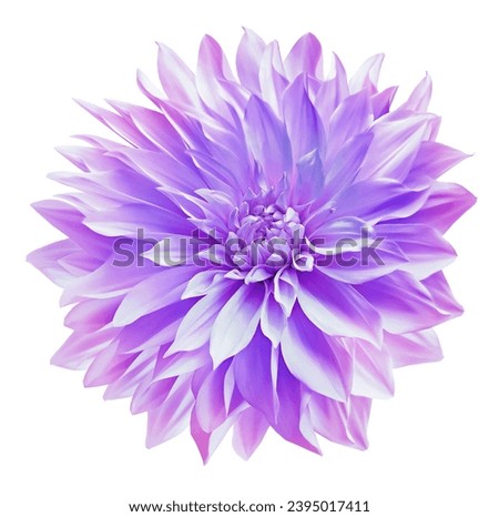 Purple  dahlia. Flower on a white isolated background with clipping path.  For design.  Closeup.  Nature.