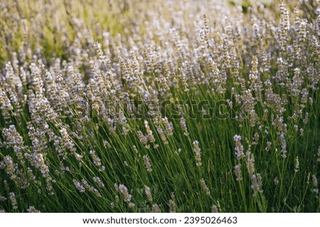 Close up picture of wild flowers. Nature, green meadow, sunny day outdoors, nature background. Green grass, lawn, ecology concept. Lets save our planet.