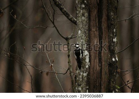 Great spotted woodpecker is in the wet forest. Woodpecker is looking for food in the forest. Black and white bird with red head. 