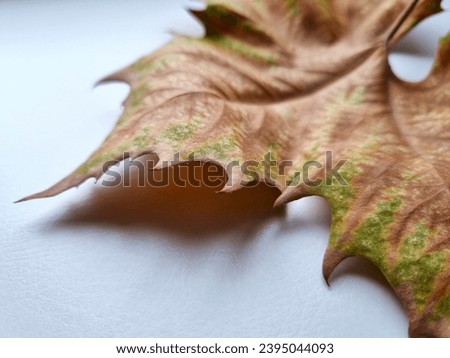 Close-up maple leaf with a beautiful natural pattern on a light background