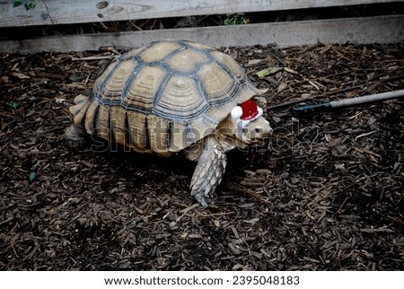 Massive turtle or tortoise with beautiful shell and Santa hat.
