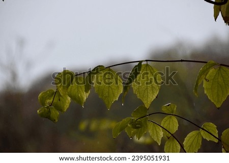 The pale green leaves with rain drops in front of the grey  rainy background in November. Copy space.