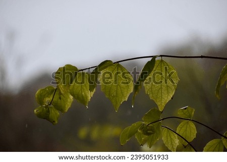 The pale green leaves with rain drops in front of the grey  rainy background in November. Copy space.