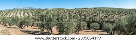 Jaen province of Mar of ancient olive trees in Andalusia Spain panoramic photography