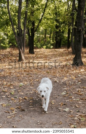 white shaggy dog ​​on a path in the autumn forest