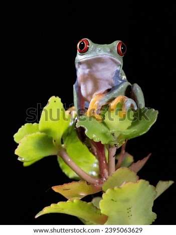 Green red eyed frog with black background
