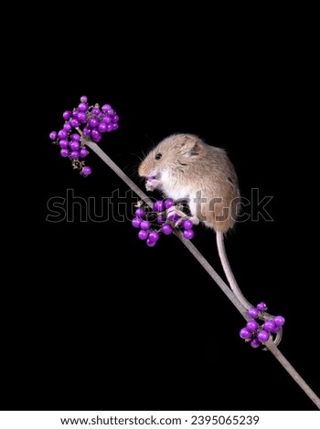 Tiny Harvest mice on black background