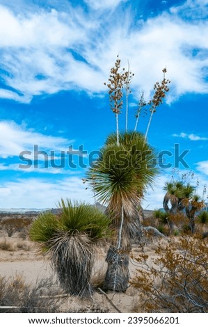 Faxon yucca, Spanish dagger (Yucca faxoniana), giant yuccas in autumn along the road in Yucca Valley, Big Bend, Texas Royalty-Free Stock Photo #2395066201