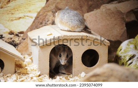 Exotic animal mice in natural conditions