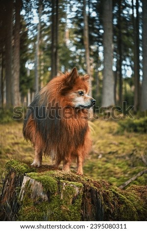 Portrait of a cute German Spitz dog in the forest. 