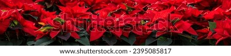Closeup of traditional red poinsettia plants as a Christmas holiday nature background
