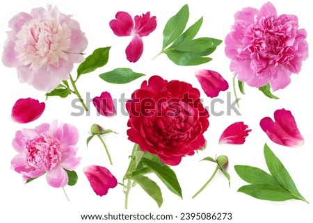 Flower pink and red peonies, green leaves isolated on white. Wedding concept with flowers. Set of floral branch. Decorative flower elements template. Floral design background Royalty-Free Stock Photo #2395086273