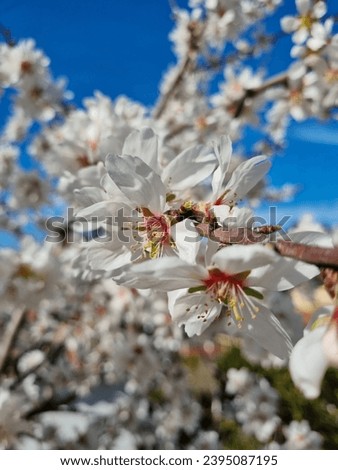 White almond flowers in spring
Prunus dulcis, Prunus amygdalus
Almond blossoms
Clade:	Tracheophytes
Clade:	Angiosperms
Clade:	Eudicots
Clade:	Rosids
Order:	Rosales
Family:	Rosaceae
Genus:	Prunus Royalty-Free Stock Photo #2395087195