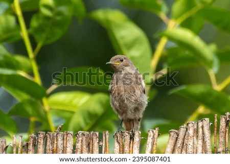 A small bird on a wicker fence