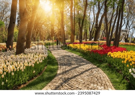 Traditional Tulip Festival in Emirgan Park, a historical urban park at springtime, spring travel background Royalty-Free Stock Photo #2395087429