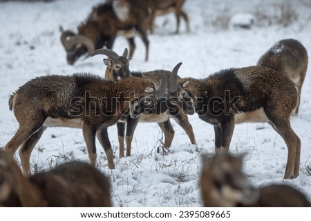 male mouflon (Ovis aries musimon) s a feral subspecies of the primitive domestic sheep, in the winter forest