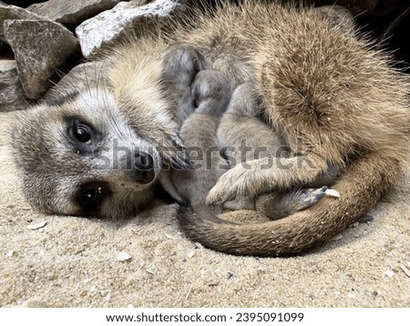 Gorgeous meerkat mom feeding her newborn babies close-up