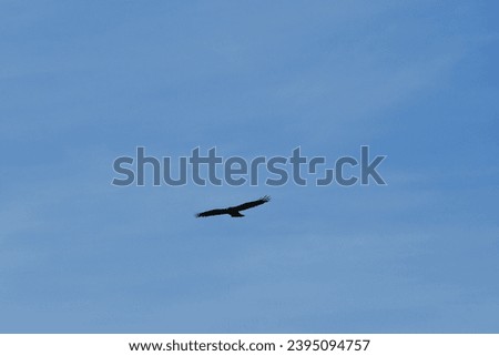 Hawk flying in a blue sky