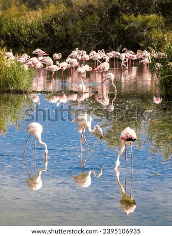 Group of greater Flamingos in the water in the nature habitat of Camargue, France. Wildlife scene from nature. Royalty-Free Stock Photo #2395106935