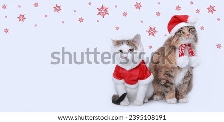 Red fluffy Cat in a Santa Claus hat sits next to a white small cat in a santa suit. Two beautiful Christmas cats on a white background. Santa's helper. Winter. Happy New Year. Snowflakes