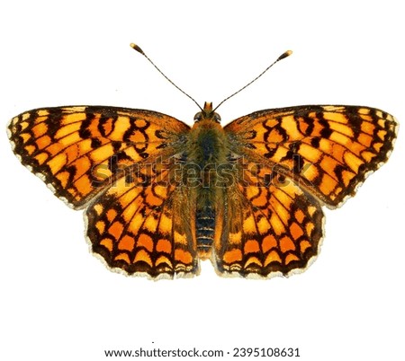 Colorful butterfly wing, close-up against white background