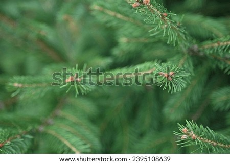 macro pine branch with cone close-up, green branches of a coniferous tree with cones	