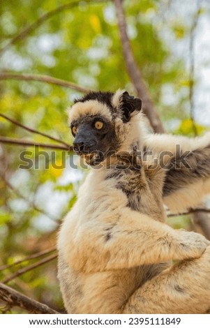 Verreaux's sifaka in Kirindy park. White sifaka with dark head on Madagascar island fauna. cute and curious primate with big eyes Royalty-Free Stock Photo #2395111849
