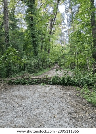 a fallen tree that fell after a strong wind and blocked a path in the forest Royalty-Free Stock Photo #2395111865