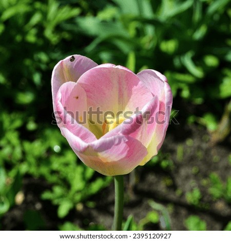 A soft pinkish tulip flowering in the flower bed. 'Bella Blush' variety, tender round thick petals with lemon-yellow streaks and stamens. Floral image. Total green background.