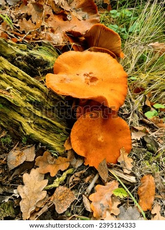 Beautiful, fresh mushrooms in the autumn forest