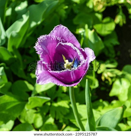 Dark purple tulip flowering in the flower bed. It has frayed tips, making it look like someone took a knife and chopped its edges. Mother's flower bed close-up. Total green background, floral image.
