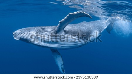 humpback whale swimming in the ocean Royalty-Free Stock Photo #2395130339