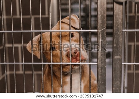 Dog in kennel at shelter Royalty-Free Stock Photo #2395131747