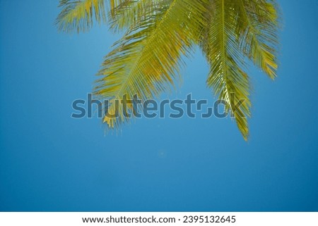 A view on green palm leaves against  blue sky.  Tropical background. Space for copy. 