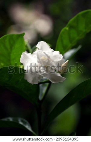 Blooming gardenia jasmine flower with green leaves and bokeh background, image for mobile phone screen, display, wallpaper, screensaver, lock screen and home screen or background