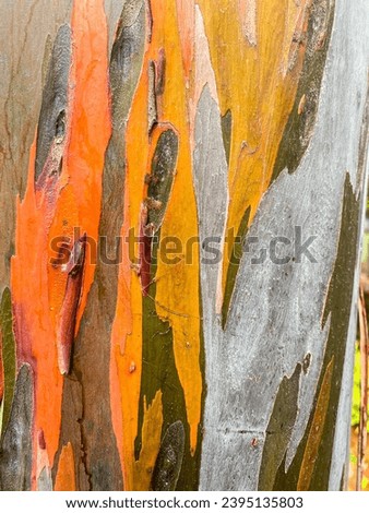 Bark of a Rainbow Eucalyptus (Eucalyptus deglupta) tree in Serpong, Tangerang, Indonesia.Vertical rainbow eucalyptus tree bark