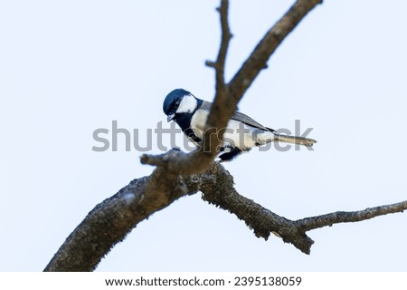 Japanese tit perching on a tree branch