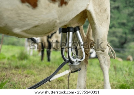 close-up of cow giving milk using vacuum milking machine, on a farm