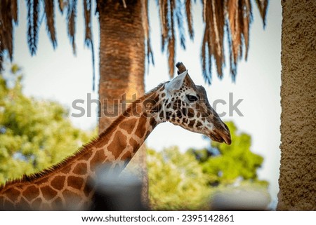 Animal and Wildlife Photography, Giraffes