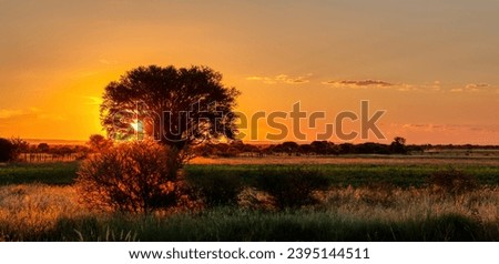 sunset tree africa, farmland and bush in South Africa at dawn Royalty-Free Stock Photo #2395144511